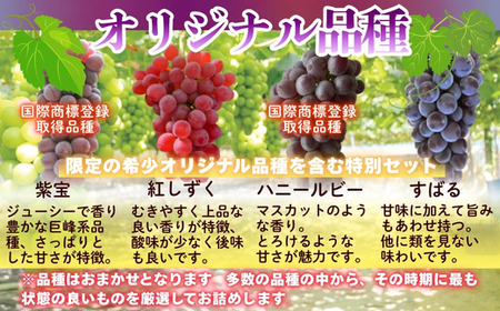 【2024年6月下旬～順次発送】中村オリジナルぶどう園のおまかせ5種ぶどうの詰め合わせ（オリジナル品種含！）※発送前のご連絡についてご注意ください
