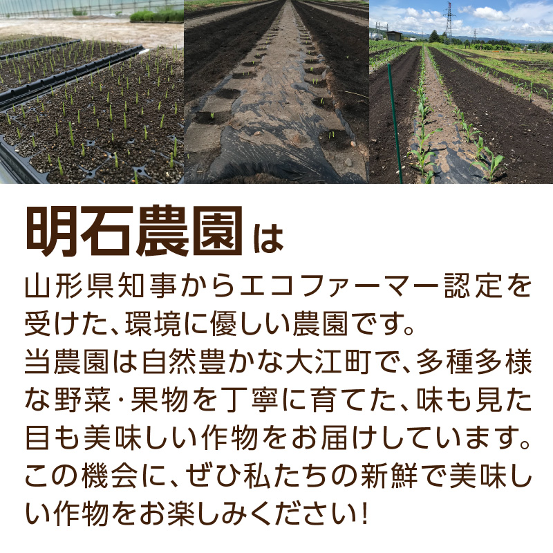 《先行受付》朝採りホワイトショコラ約3kg・A品2L・7～9本程度 【2026年7月下旬頃～発送予定】【山形とうもろこし・大江町産・明石農園】