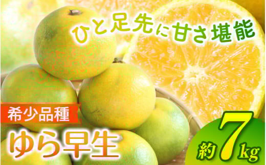 【2026年秋・発送分！】＼光センサー選別／  希少品種 ご家庭用 ゆら早生みかん 約7kgサイズ混合【2026年10月上旬頃より順次発送】/ みかん ミカン 和歌山県 柑橘 早生 甘い 蜜柑 フルーツ 果物 くだもの 食品  産地直送  ご家庭用 ゆら早生 早生みかん【nuk002E】