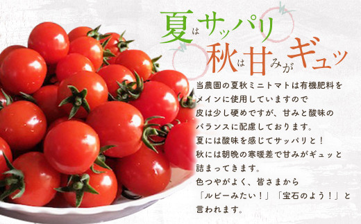 お試しサイズ まごころミニトマトの宝石箱 800g (約40～60玉) サンチェリーピュア 夏秋ミニトマト トマト 野菜 【2026年7月上旬から11月下旬まで発送予定】