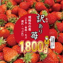 【ふるさと納税】【先行予約】 訳あり 苺 （1.800g）ふるかわ農園 イチゴ いちご 大量 段ボール配送 加工品用 【B140-008】