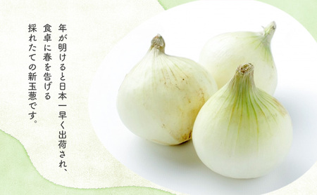 静岡県浜松市産 新玉葱 はるたま Lサイズ 5kg 約25個 野菜 新玉ねぎ たまねぎ タマネギ サラダ オニオン 国産 浜松市 静岡 【配送不可：離島】