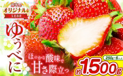 熊本 玉名産 いちご ゆうべに 約1.5kg （ 250g×6パック ） ｜ 果物 くだもの フルーツ イチゴ 苺 熊本県 玉名市