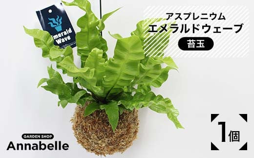 FKK19-867 アスプレニウム エメラルドウェーブ 苔玉