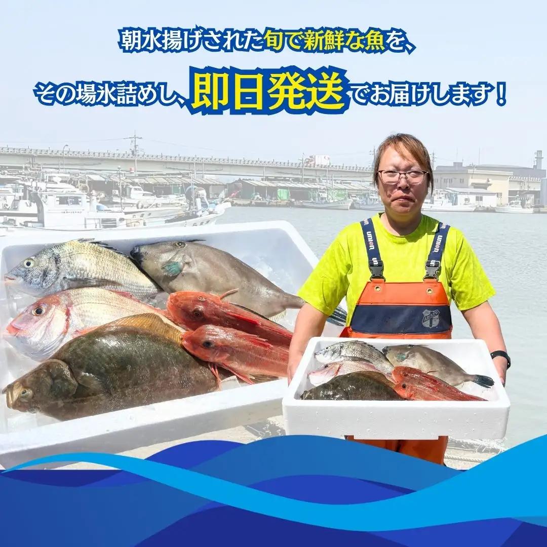 【下処理済み】 旬の鮮魚 詰め合わせ3kg以上  (3～5種)  安宅漁港 石川県 小松市 bo006m02