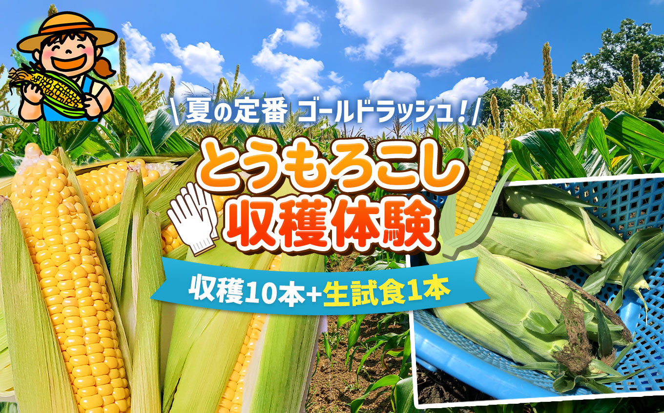 
愛彩畑 2025年 先行予約 収穫体験チケット トウモロコシ「ゴールドラッシュ」| 直売所 とうもろこし 収穫 体験型 お土産付き 愛彩畑 あいさいばたけ 君津市 きみつ 千葉県
