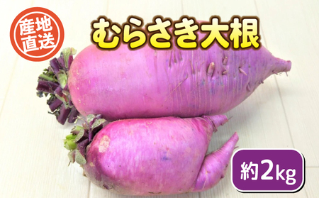 むらさき大根 2kg セット 野菜 大根 惣菜 煮物 サラダ 産地直送 下関 山口 FW015