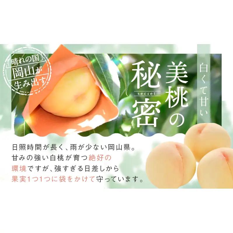 白桃 岡山県産 白桃【3玉 約800g】【先行予約】