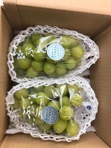 山口県産 冬のシャインマスカット1.2Kg(2~3房)