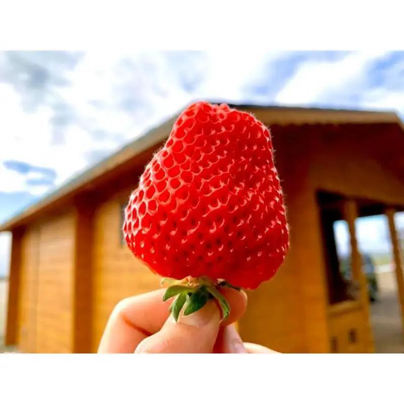 【先行予約】越後姫 中粒いちご 越後姫 約200g×2P 渡辺農園