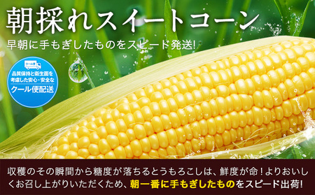 とうもろこし 5本 すごあまこーん  とうもろこし【着日指定不可】