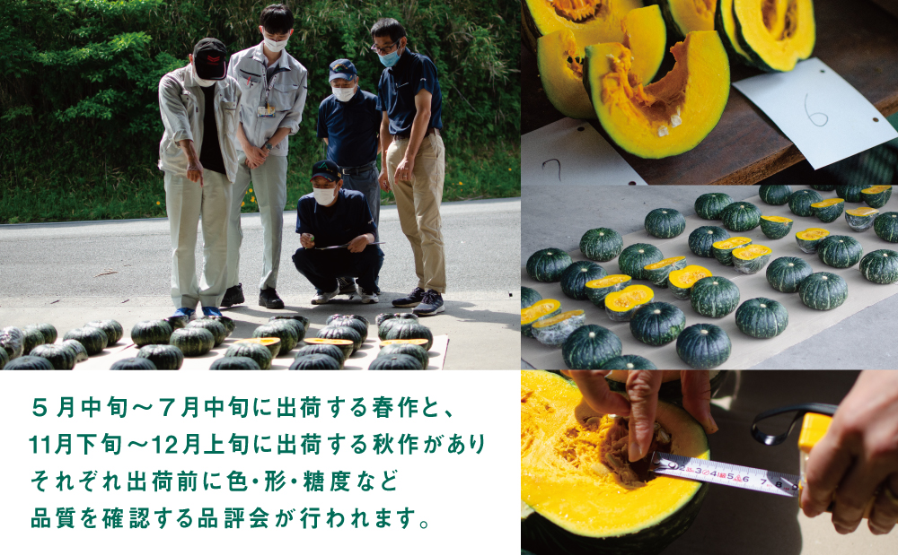 ◆5月出荷開始◆【かごしまブランド】加世田のかぼちゃ 4個 ［春出荷］ 4個 野菜 カボチャ 常温 鹿児島県産 南さつま市