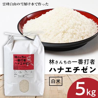 ふるさと納税 野々市市 林さんちの一番打者ハナエチゼン　白米5キロ