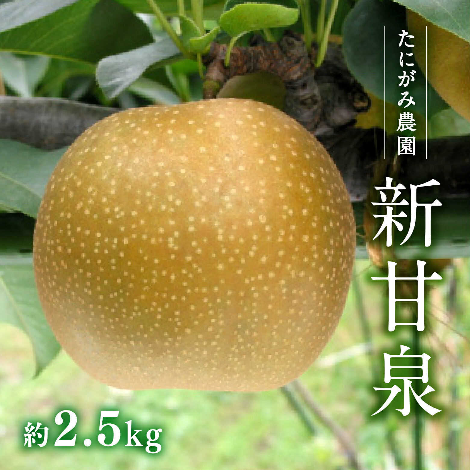【ふるさと納税】【先行予約】たにがみ農園 新甘泉梨 2.5kg(5～9玉) 梨 なし フルーツ 果物 くだもの 鳥取県 佐治 梨 なし ナシ 鳥取県日野町