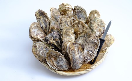 3ヶ月 定期便 厚岸産 殻付き 牡蠣 Ｌサイズ 20個入 (各回20個×3ヶ月分,合計60個) カキナイフ付き 加熱容器付き 魚貝類 生牡蠣 かき 殻付き牡蠣 マルえもん 3カ月 3回 メルマガ掲載商