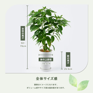 2026年3月上旬～発送【観葉植物】コーヒーの木 50cm～70cm (Green Farm M/016-2063)  植物 鉢付 インテリア 室内 オフィス おしゃれ プレゼント ギフト 開店祝い 