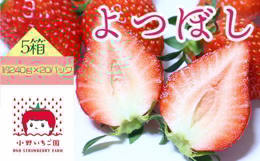 小野いちご園　いちご5箱（20パック）