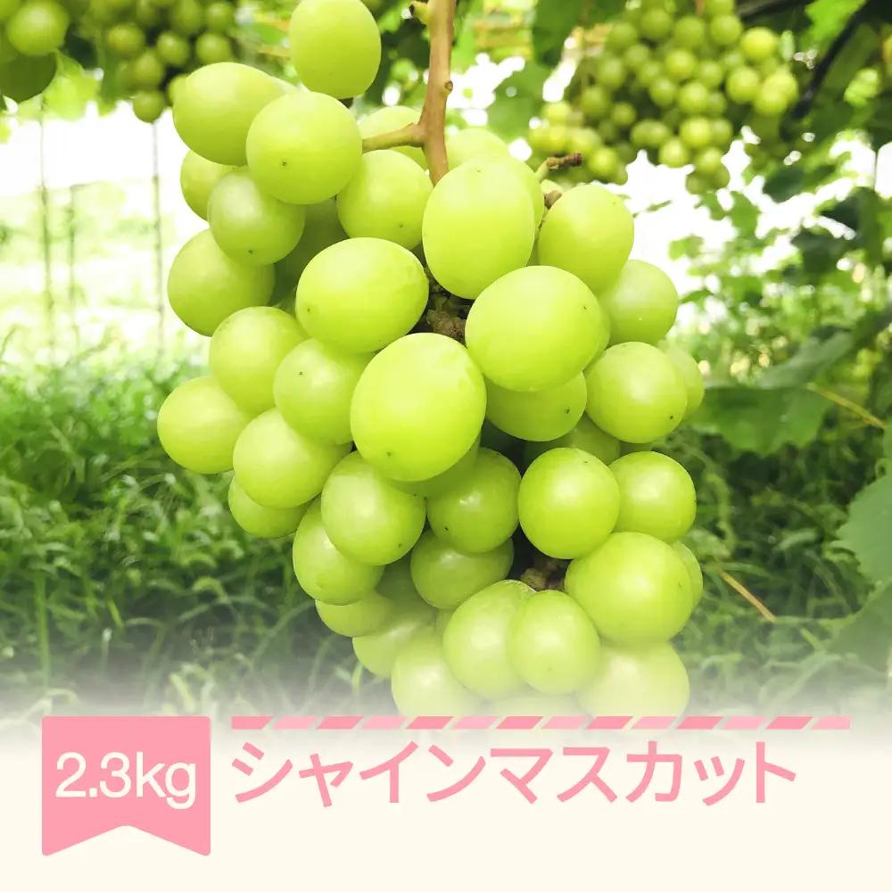 先行予約 シャインマスカット 約2.3kg 2026年 fh-busmx2300