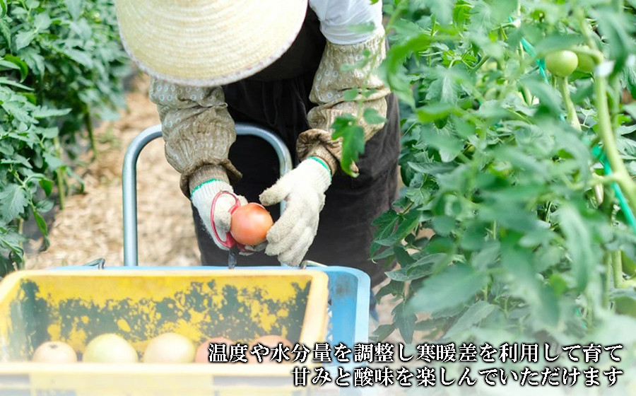 トマトの甘みと酸味を楽しんでいただけます