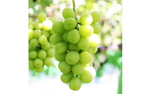 【大人気!】長野県産・シャインマスカット(約1kg) 秀品 2026年9月下旬から発送 信州 南信州 高森町 産地直送 果物 くだもの ぶどう 旬のぶどう シャイン 山下屋荘介