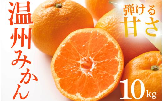 温州みかん 10kg　【 蜜柑 小さい こだま 大玉 みかん 温州みかん 宮川早生 早生みかん 人気 果物 農家直送 産地直送くだもの フルーツ ミカン 果汁 国産 特産品 蛇石下ノ坂農園 静岡県 伊豆 南伊豆町 】　<CT-3>