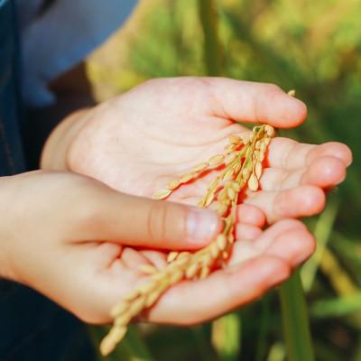 ふるさと納税 筑前町 令和7年産  【玄米】久保山百年米  真空パック(2合300g×5袋)計1.5kgギフトにオススメ! |  | 03