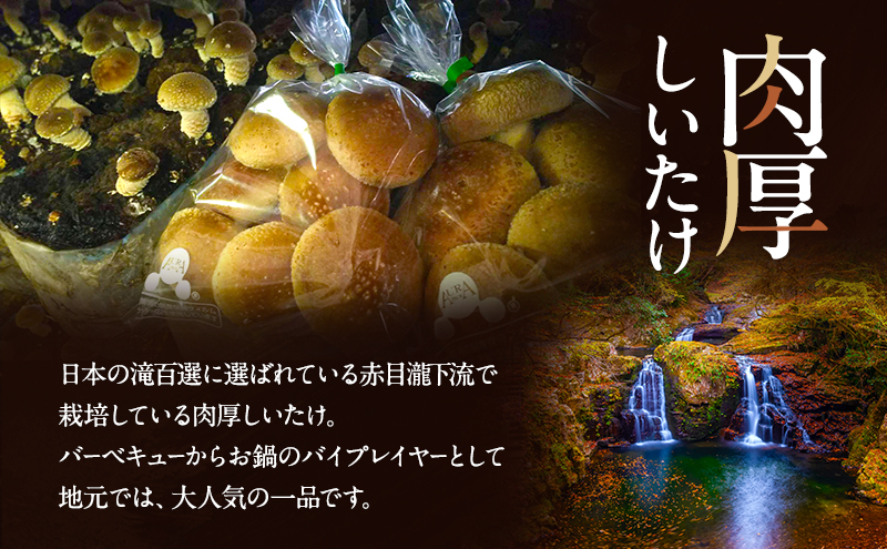 赤目滝清流で栽培した肉厚しいたけ（菌床）800g　椎茸　三重県産