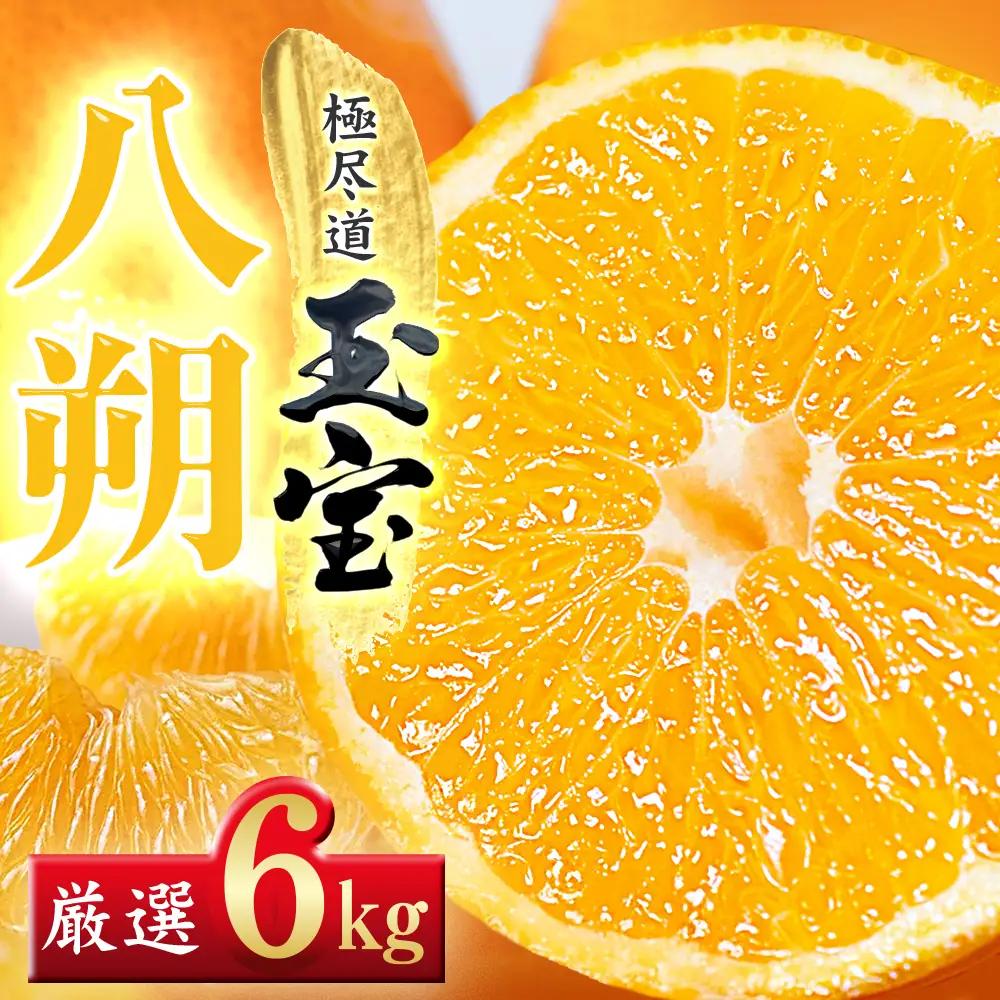 【先行受付】【凛とした苦み】クセになる旨み【八朔】6kg　愛媛県産【64-101】YWTY091