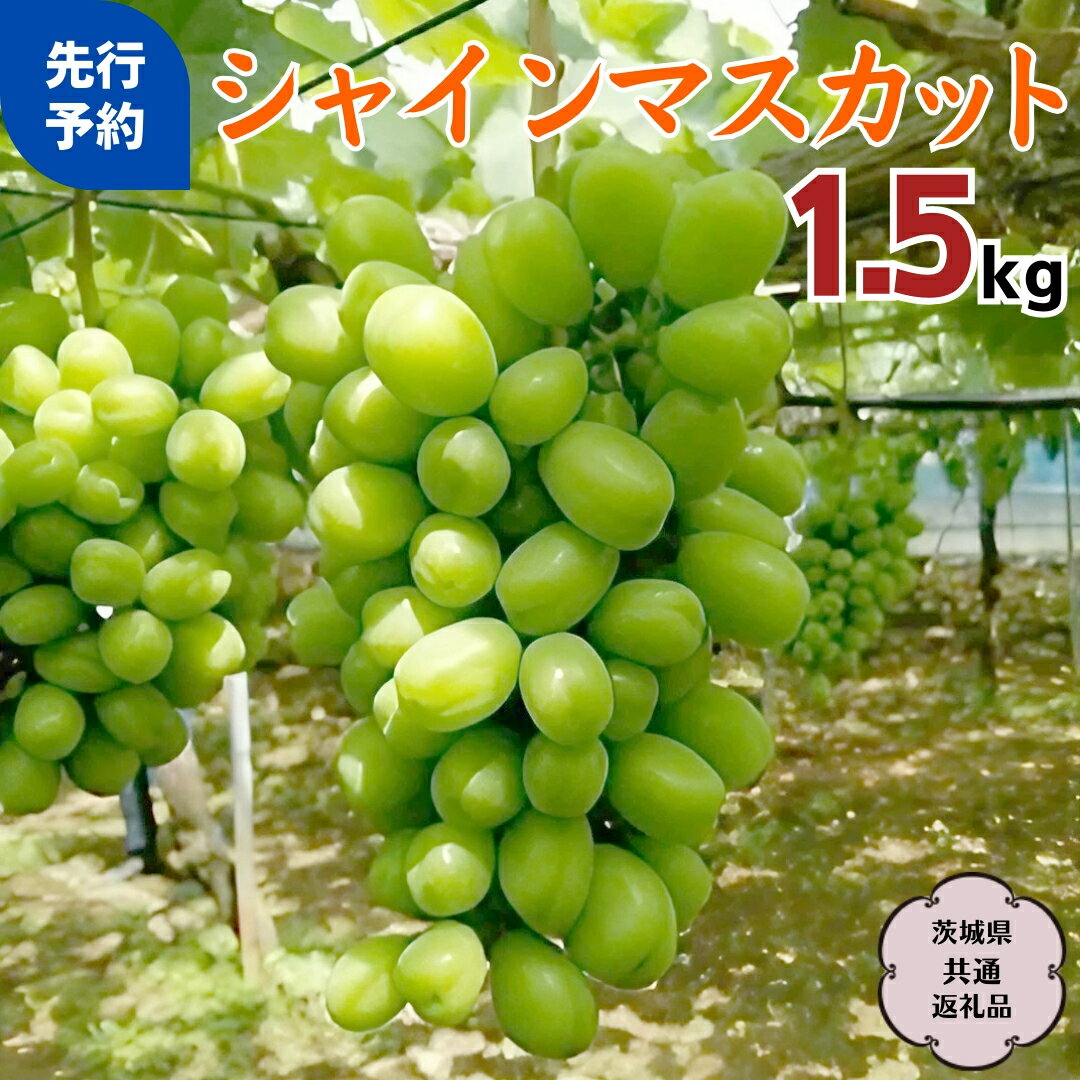 【ふるさと納税】《2025年9月上旬から発送開始》 シャインマスカット 1.5kg ( 茨城県共通返礼品 石岡市 ) 自宅用 マスカット フルーツ 果物