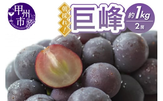 甲州市産 朝採れ！巨峰 約1kg（2房）【2026年発送】（RC）B-439