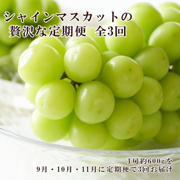 【ふるさと納税】ぶどう 2026年 9月・10月・11月発送 シャイン マスカット 晴王 1房 約600g×3回 ブドウ 葡萄 岡山県産 国産 フルーツ 果物 ギフト