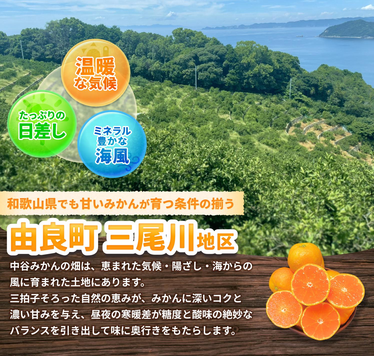 温州みかん 7.5kg 2S〜2Lサイズ混合 ※2025年12月上旬〜順次発送 / 温州 ミカン 農家直送　完熟 密柑 くだもの  果実  柑橘 果物 フルーツ 和歌山県 由良町 人気 おすすめ 産地