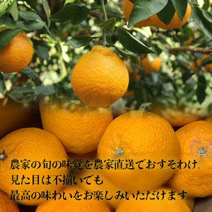 【2027年3月上旬頃から順次発送】【デコポン と同一品種】 不知火 B品 家庭用 2.5kg でこぽん【RNK0062】