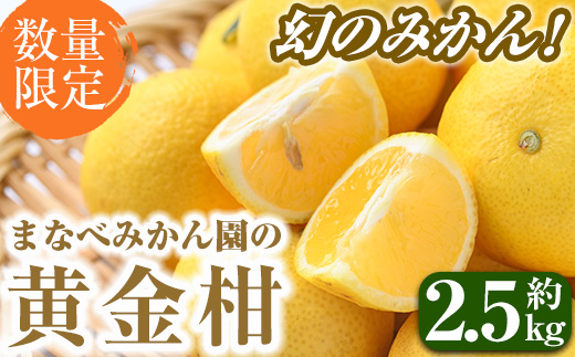 ＜先行予約受付中！2026年2月上旬以降順次発送予定＞まなべみかん園の黄金柑(約2.5kg) 国産 鹿児島県産 阿久根市産 柑橘類 果物 フルーツ みかん ミカン 蜜柑 期間限定 数量限定 贈答用 ギフト プレゼント デザート 【有限会社まなべみかん園】akn034-01
