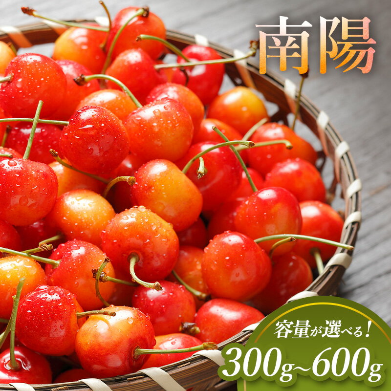 【ふるさと納税】[先行受付] 容量が選べる 300g～600g　北海道 仁木町産 サクランボ Lサイズ南陽 厳選品 さくらんぼ チェリー 果物 くだもの フルーツ [松山商店]　お届け：2025年7月13日～25日頃