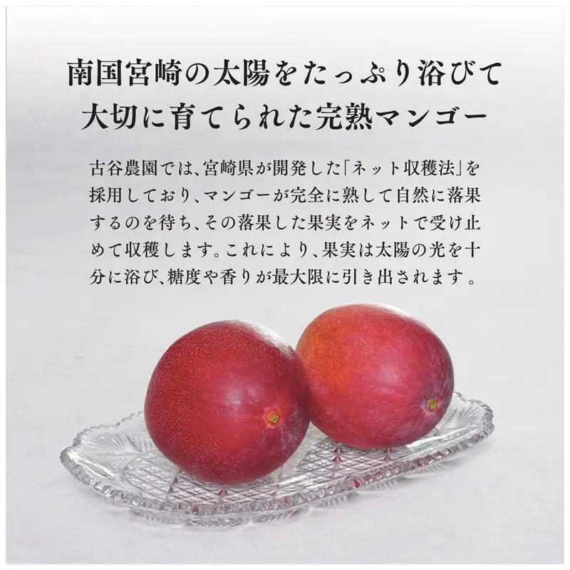 マンゴー 完熟 マンゴー[宮崎 Aクラス 古谷農園 約1kg 2~3玉]