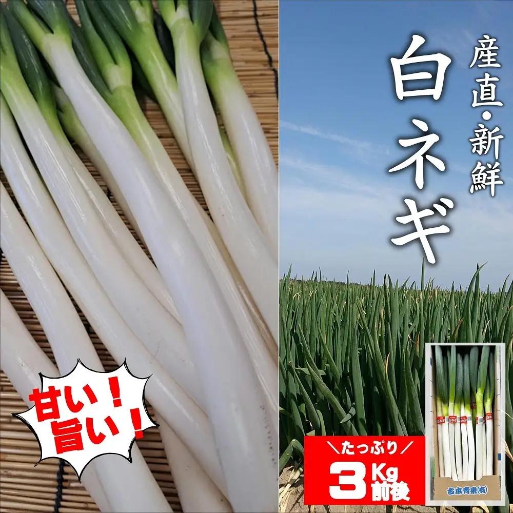 長ねぎ 白ねぎ 3kg前後 新鮮＆産地直送 | 長葱