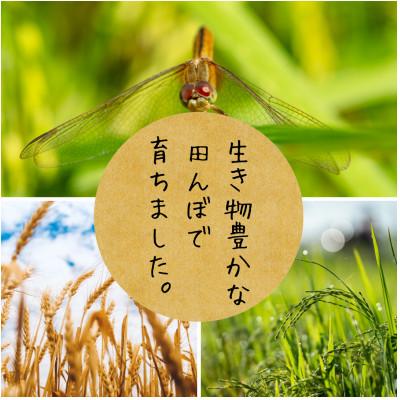 ふるさと納税 酒田市 【有機JAS認証米】つや姫 玄米5kg 栽培期間中農薬不使用  令和7年産 |  | 03