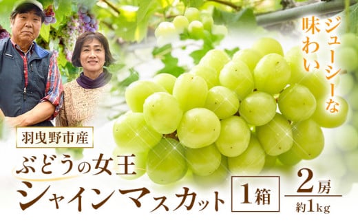 シャインマスカット【2026年先行予約】シャインマスカット 約1kg (2房) 麻野農園《2026年8月上旬-9月中旬頃出荷》大阪府 羽曳野市 ぶどう 果物 フルーツ 葡萄 マスカット