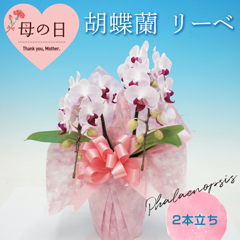 【ふるさと納税】 【母の日ギフト】 胡蝶蘭 リーベ 2本立ち ミディ こちょうらん コチョウラン 母の日 お花 贈り物 プレゼント ギフト フラワーギフト F21E-551