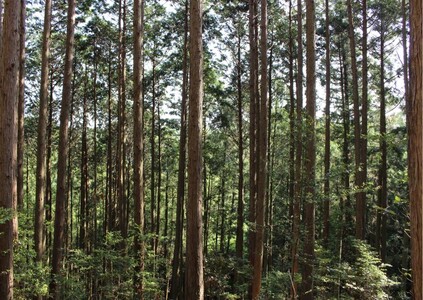 (10113)自然を感じるアロマスプレー2種 長門ゆずきち ひのき 各30ml 合計2本