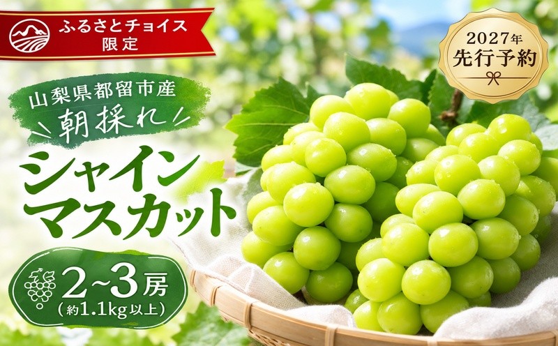 
                  【2027年 先行予約】山梨県都留市産 朝採れ シャインマスカット ２~3房（約1.1kg以上）　｜シャインマスカット マスカット シャイン ブドウ ぶどう　葡萄 しゃいんますかっと
                