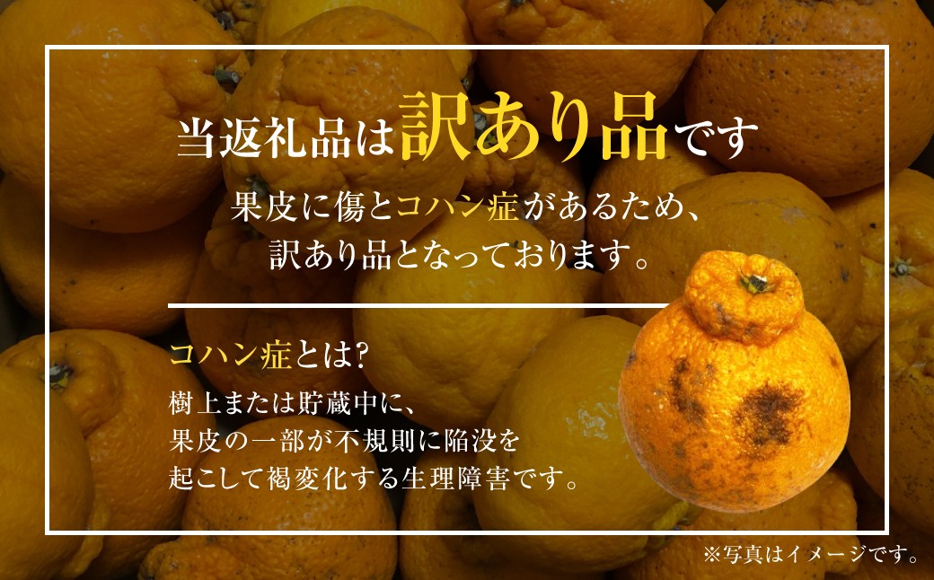 【訳あり】不知火 約5kg