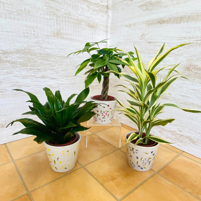 
ハイミニフルール　3個セット＜オススメ観葉植物でお届け＞【1358450】
