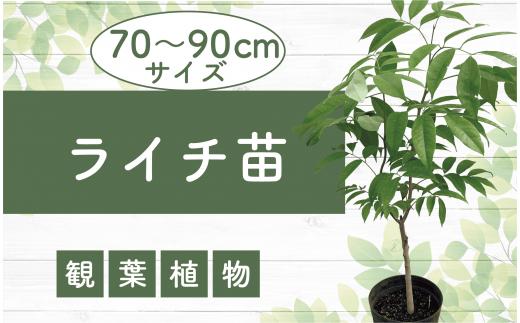 2025年2月上旬～発送【観葉植物】ライチ苗70cm～90cm(前園植物園/035-1492) 南国鹿児島県で育った 観葉植物！植物 鉢付 インテリア 室内 オフィス おしゃれ プレゼント ギフト 開店祝い 移転祝い マイナスイオン【配送不可地域：北海道・沖縄県・離島】