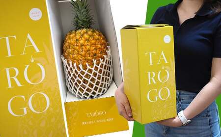 東物産「TARUGO」約1.3～1.5kg（1玉）黄箱／贈答用