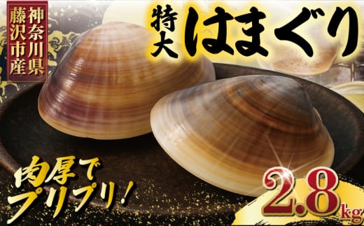 湘南はまぐり ハマグリ 2.8kg LLサイズ 10～12個 冷凍 焼き蛤