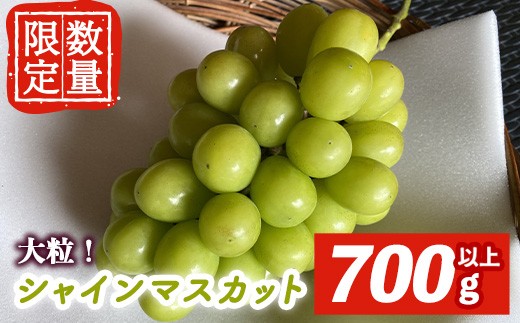 
                  ＜先行予約受付中！2026年9月中旬以降順次発送＞  シャインマスカット1房 700g以上 マスカット ぶどう ブドウ 葡萄 フルーツ 果物 くだもの デザート 期間限定 先行予約【舟ヶ作ぶどう園】【ho1722】
                