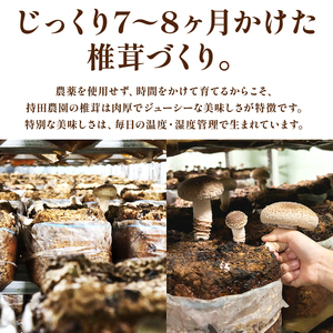 大きな生椎茸 600g しいたけ 