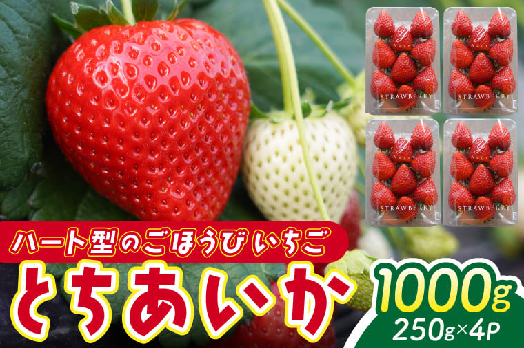 
            【2026年1月発送開始】【先行予約】ハート型のご褒美いちご とちあいか 合計1,000g (250ｇ×4パック) | 栃木県 ふるさと納税 いちご イチゴ 苺 果物 フルーツ とちあいか 熟成 ご褒美 ハート型 こだわり (DS001)
          